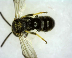 Protandrena andrenoides