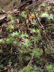 Polytrichastrum alpinum