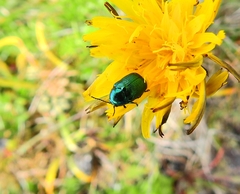 Cryptocephalus sericeus