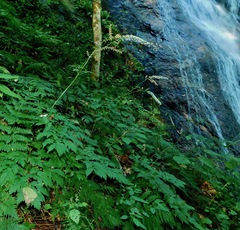 Actaea podocarpa