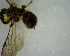 Protandrena andrenoides