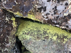 Chrysothrix chlorina