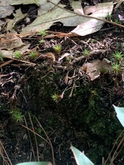 Polytrichastrum alpinum