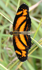 Castilia eranites