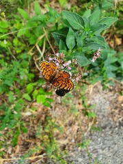 Melitaea