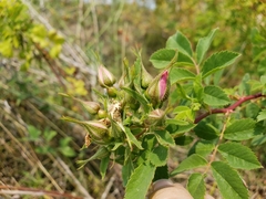 Rosa californica