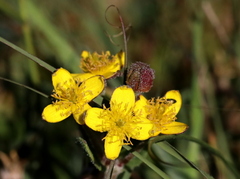 Hypericum aethiopicum