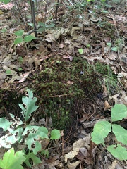 Polytrichastrum alpinum