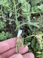 Convolvulus equitans