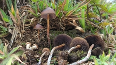 Psilocybe subtropicalis