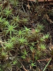 Polytrichastrum alpinum