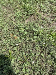 Convolvulus equitans