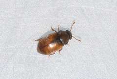 Heterhelus scutellaris