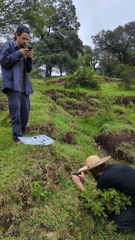 Psilocybe subtropicalis