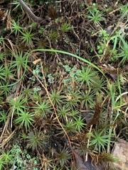 Polytrichastrum alpinum