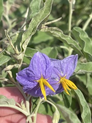 Solanum elaeagnifolium