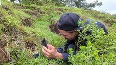 Psilocybe subtropicalis
