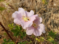 Rosa californica