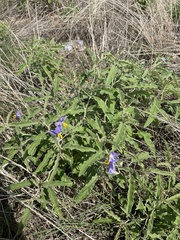 Solanum elaeagnifolium
