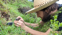 Psilocybe subtropicalis