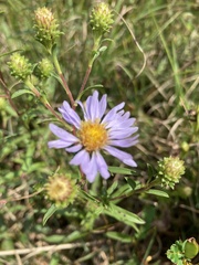 Eurybia surculosa