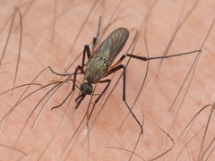 Psorophora cyanescens