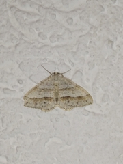 Perizoma parallelolineatum