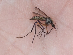 Psorophora cyanescens