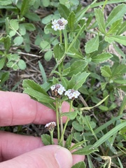 Phyla nodiflora