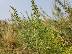 Artemisia douglasiana