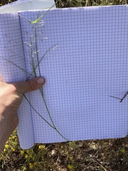 Eragrostis intermedia