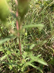 Eurybia surculosa
