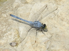 Erythemis simplicicollis