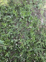 Phyla nodiflora