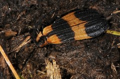 Calopteron discrepans