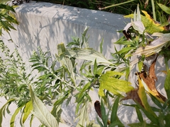 Artemisia douglasiana