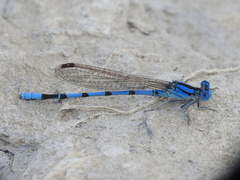 Argia nahuana