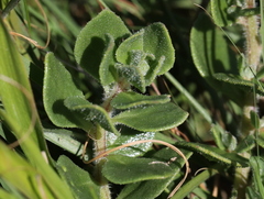 Hypericum aethiopicum