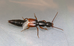 Lathrobium fulvipenne