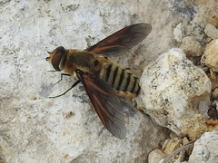 Poecilanthrax lucifer