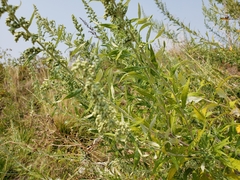 Artemisia douglasiana