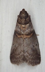 Acrobasis caryae