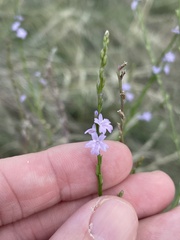 Verbena halei