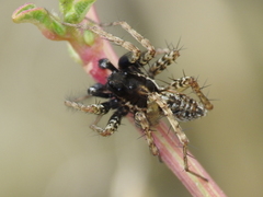 Pardosa atlantica