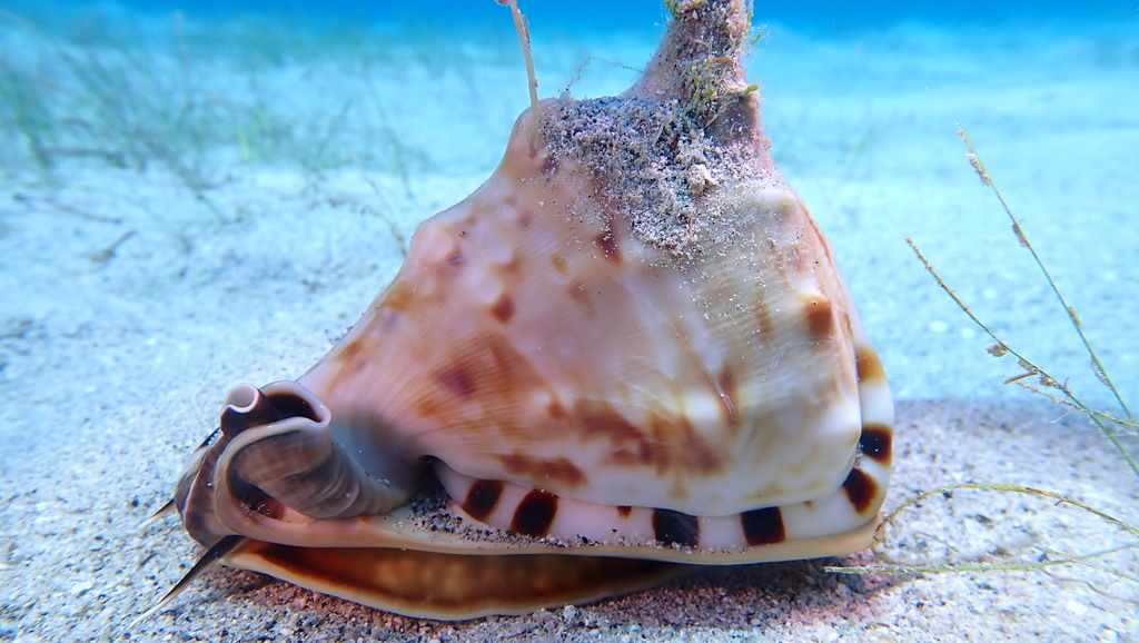 King Helmet Snail from Guantánamo, CU on September 8, 2022 at 11:41 AM ...