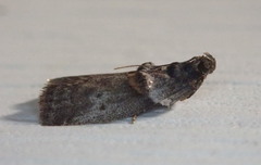 Acrobasis caryae