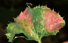 Golovinomyces sonchicola