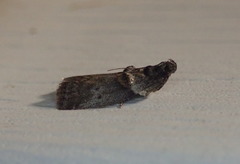 Acrobasis caryae