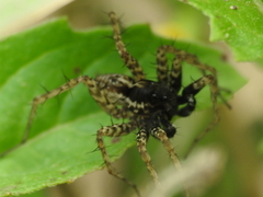 Pardosa atlantica