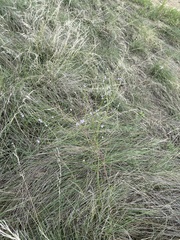 Verbena halei